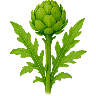 Globe Artichoke