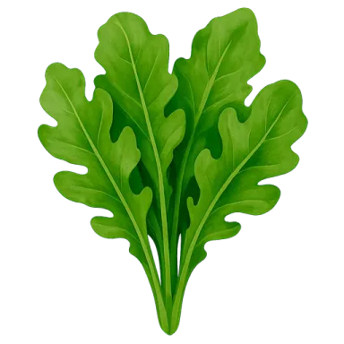 Arugula