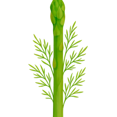 Asparagus