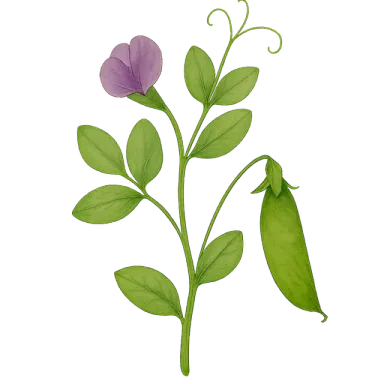 Austrian Winter Pea