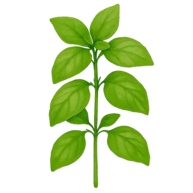 Basil