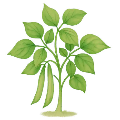 Bush Bean