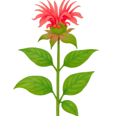 Bee Balm