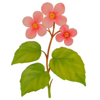 Begonia