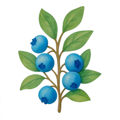 Blueberry