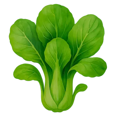 Bok Choy