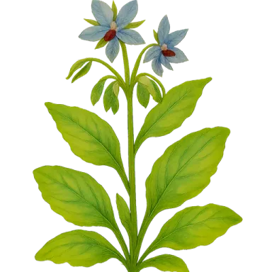 Borage