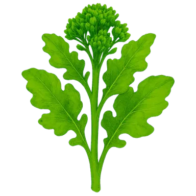 Broccoli Rabe