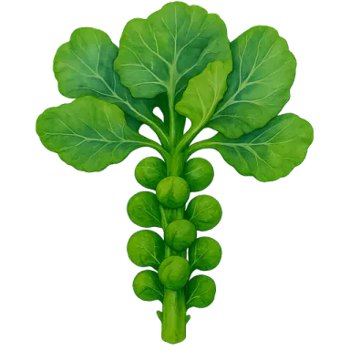 Brussels Sprouts