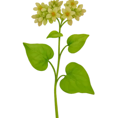 Buckwheat