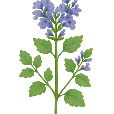 Catmint