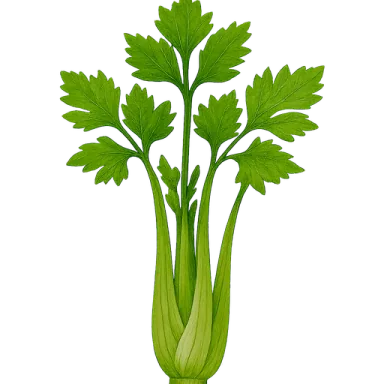Celery