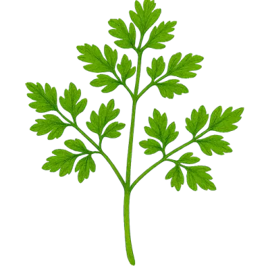 Chervil