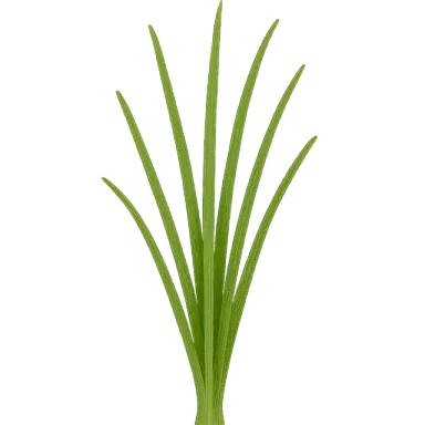 Chives
