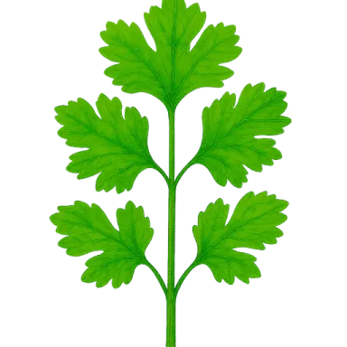 Cilantro