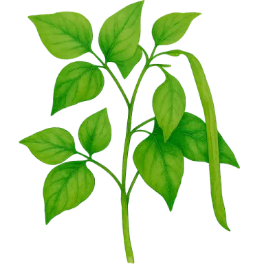 Cowpea