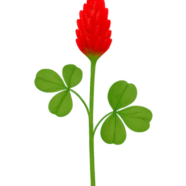 Crimson Clover