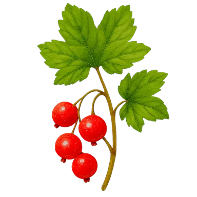 Currant