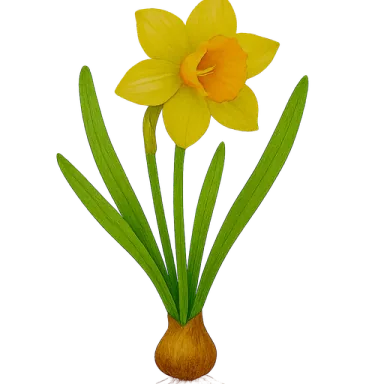 Daffodil