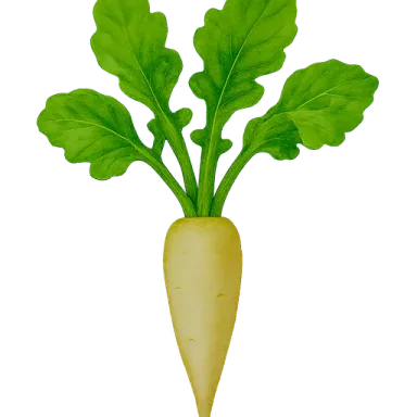 Daikon Radish