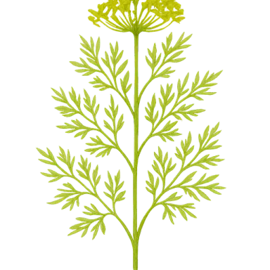 Dill