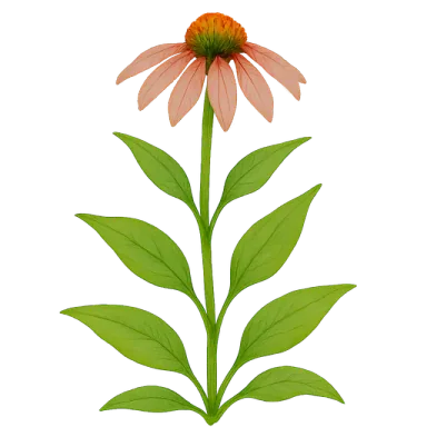 Echinacea