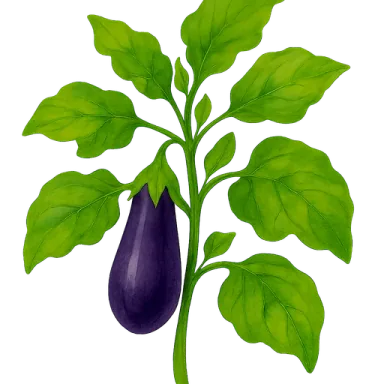 Eggplant