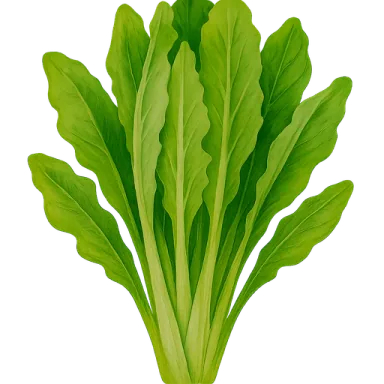 Endive