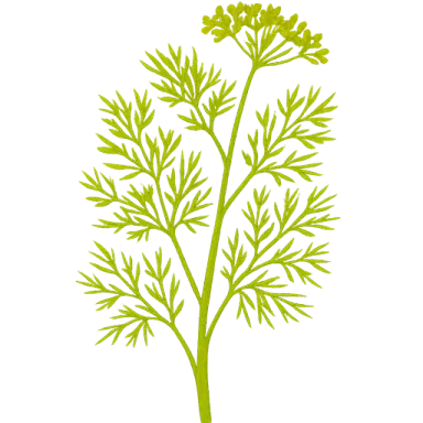 Fennel