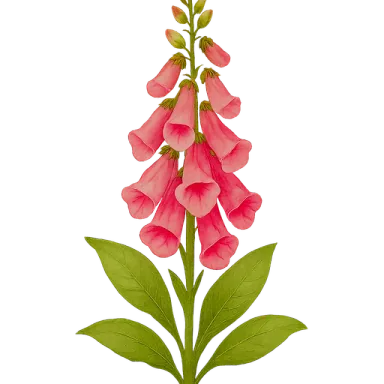 Foxglove