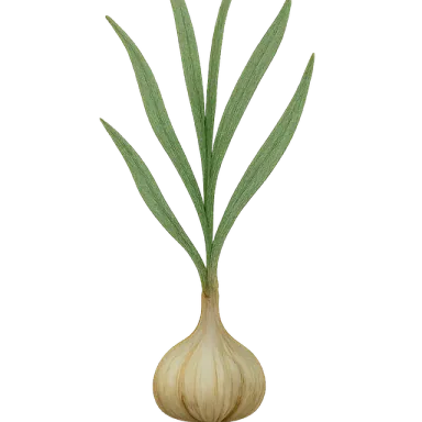 Garlic