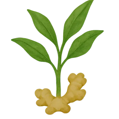 Ginger