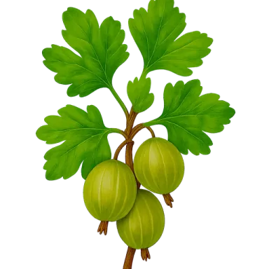 Gooseberry