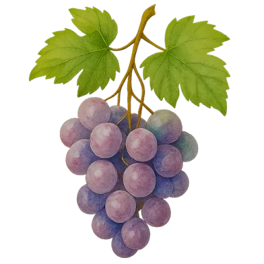 Grape