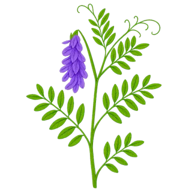Hairy Vetch