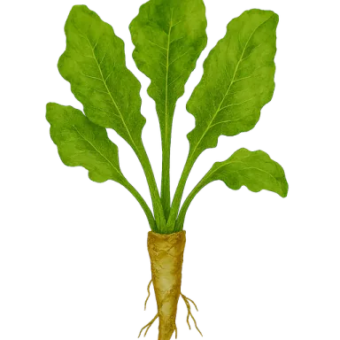 Horseradish