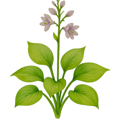 Hosta