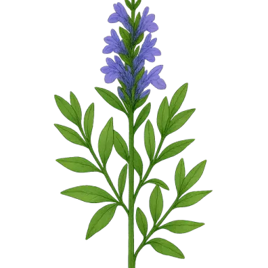 Hyssop
