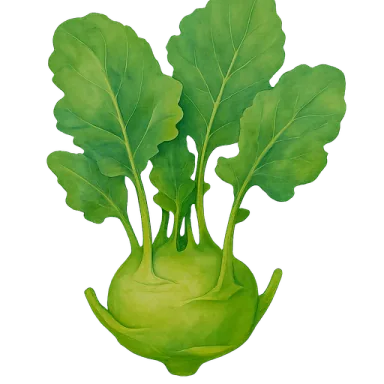 Kohlrabi