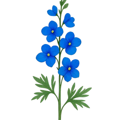 Larkspur