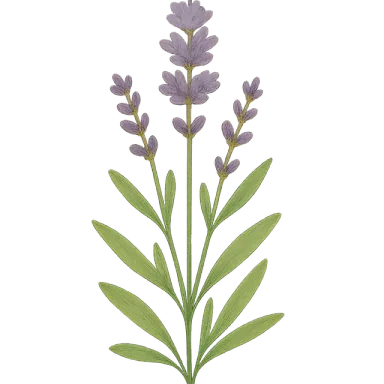 Lavender
