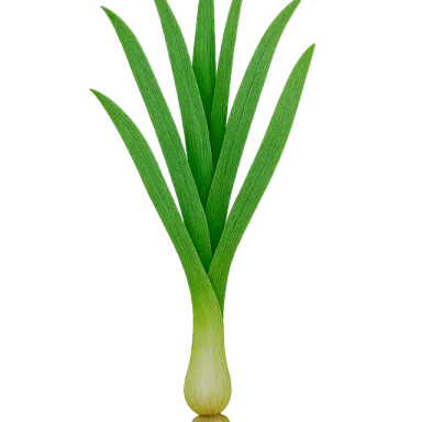 Leek