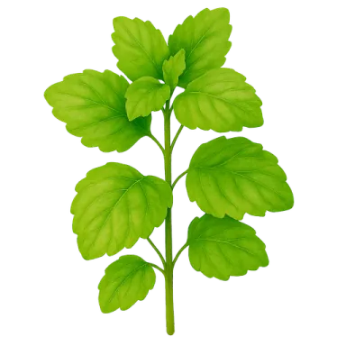 Lemon Balm