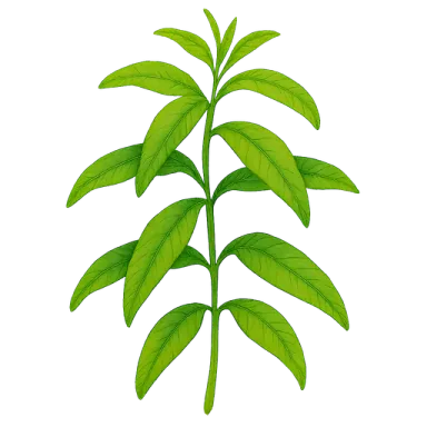 Lemon Verbena