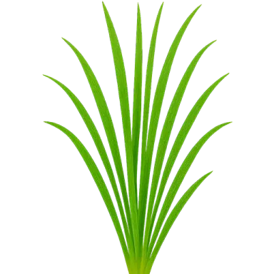 Lemongrass