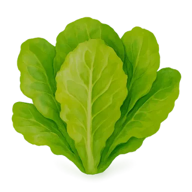 Lettuce