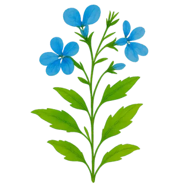 Lobelia