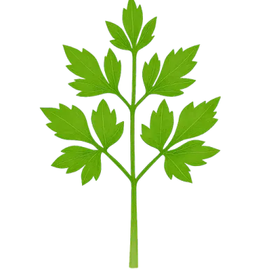Lovage