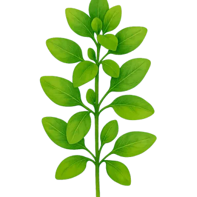 Marjoram