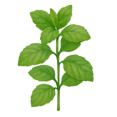 Mint